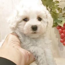 ♀︎ティーカッププードル