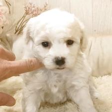 ♀︎ビションフリーゼ