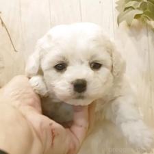 オンライン見学