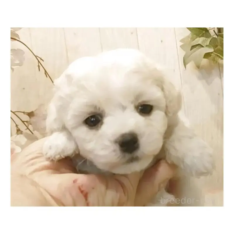 販売中の愛知県のビションフリーゼ-455231の4枚目