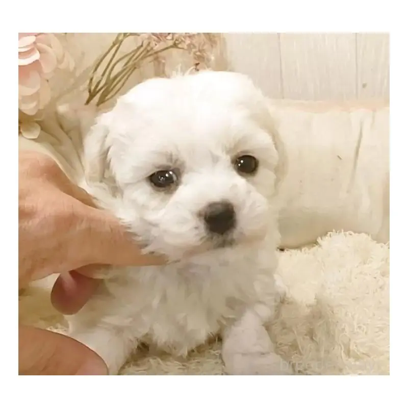 販売中の愛知県のビションフリーゼ-455231の3枚目