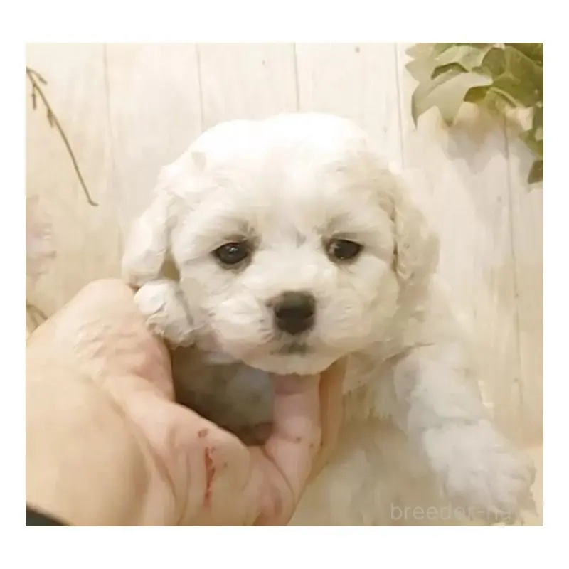 販売中の愛知県のビションフリーゼ-455231の2枚目