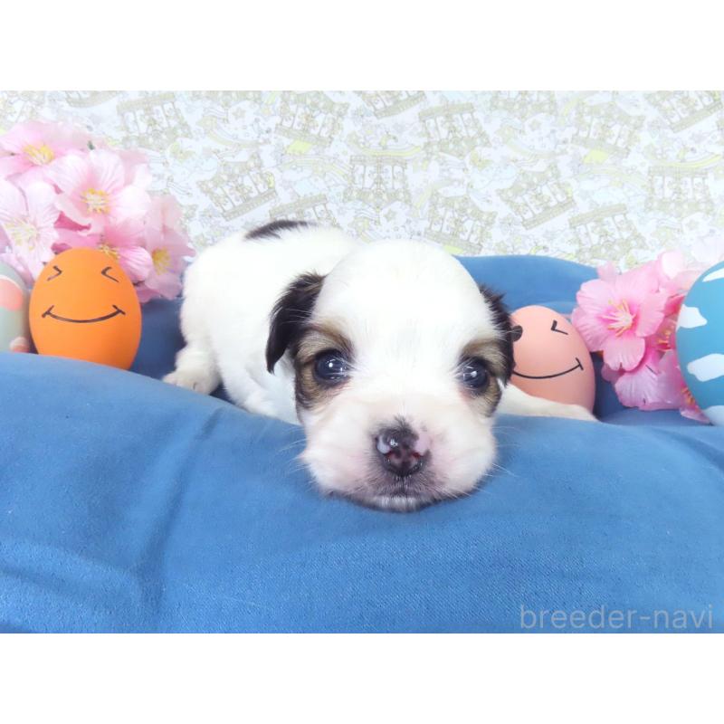 販売中の千葉県のパピヨン-455232の4枚目