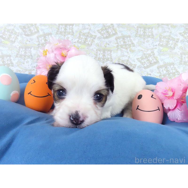 販売中の千葉県のパピヨン-455232の3枚目