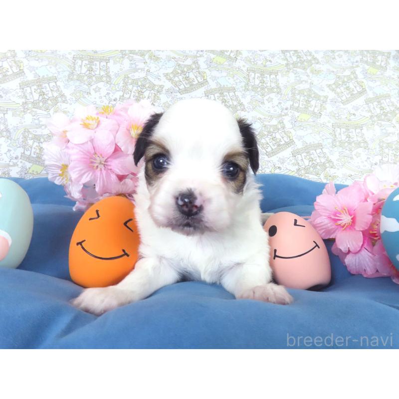 販売中の千葉県のパピヨン-455232の2枚目