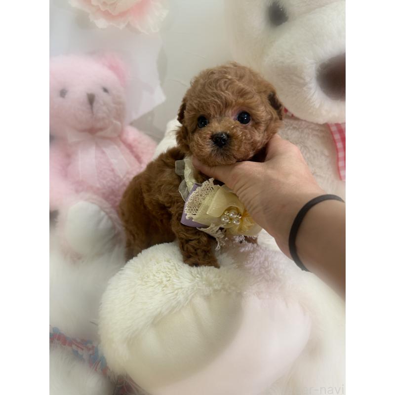 販売中の香川県のタイニープードル-455236の5枚目