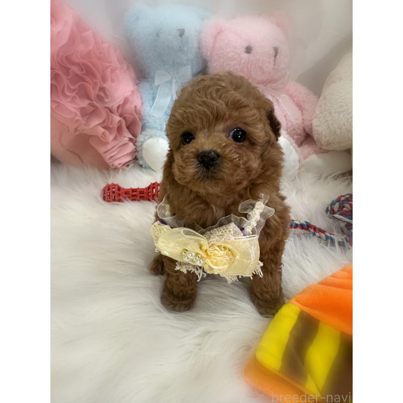 販売中の香川県のタイニープードル-455236の4枚目