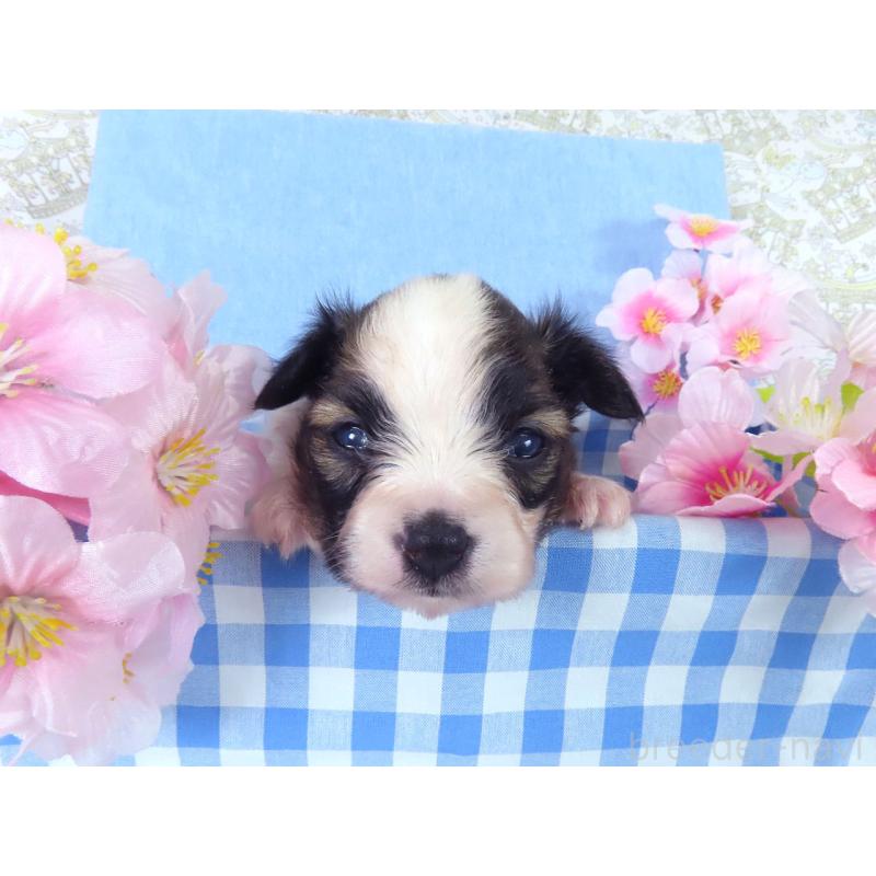 販売中の千葉県のパピヨン-455233の4枚目