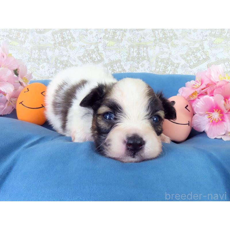 販売中の千葉県のパピヨン-455233の3枚目