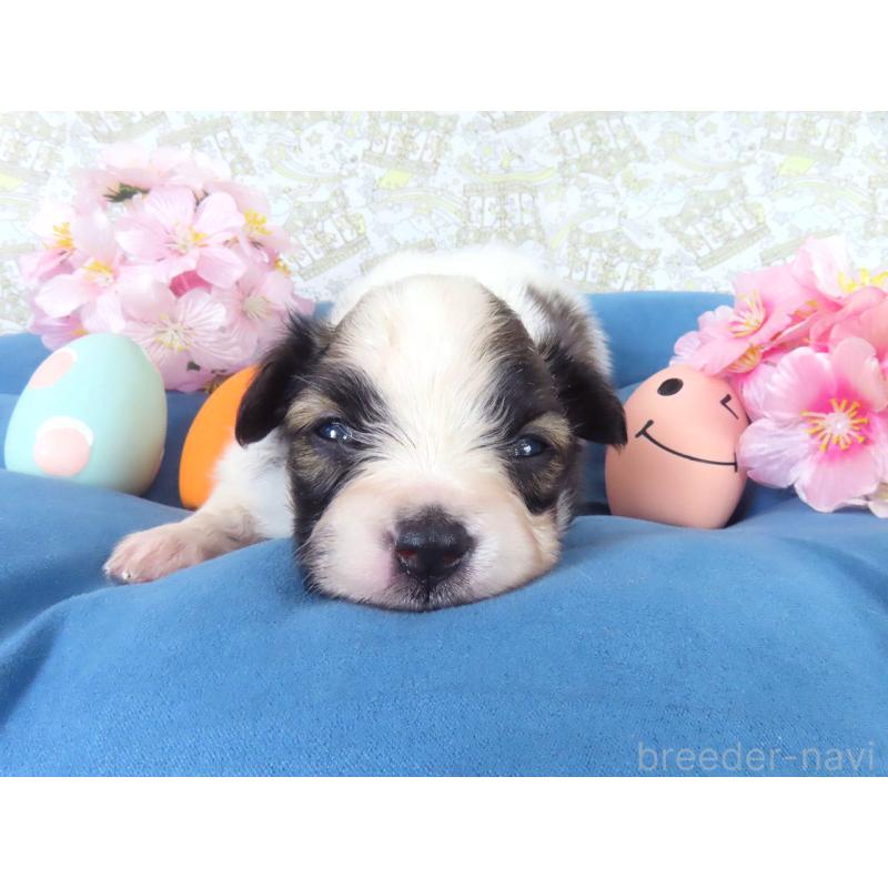 販売中の千葉県のパピヨン-455233の2枚目