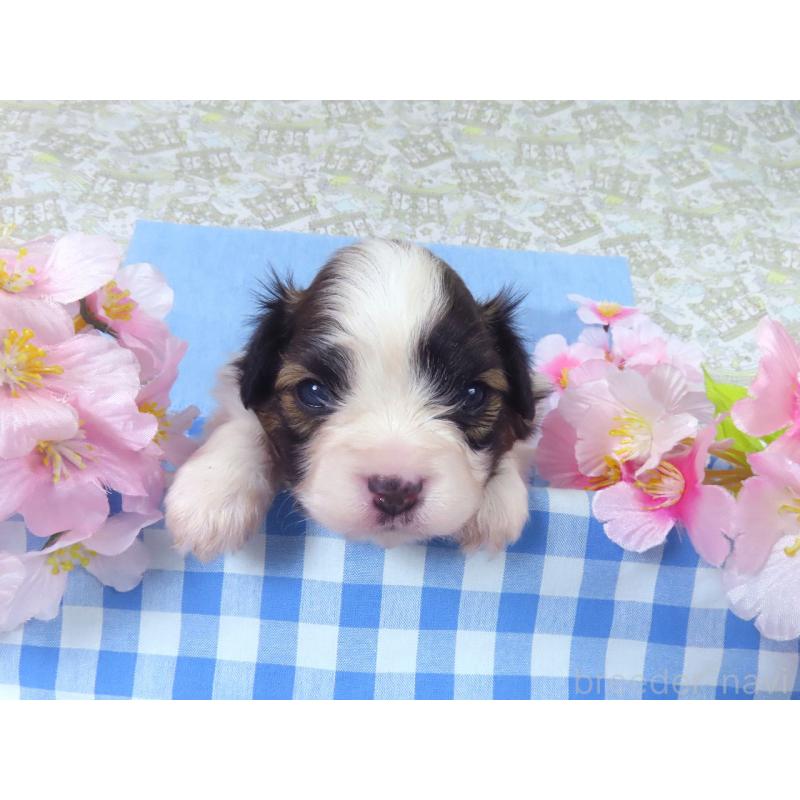 販売中の千葉県のパピヨン-455234の4枚目