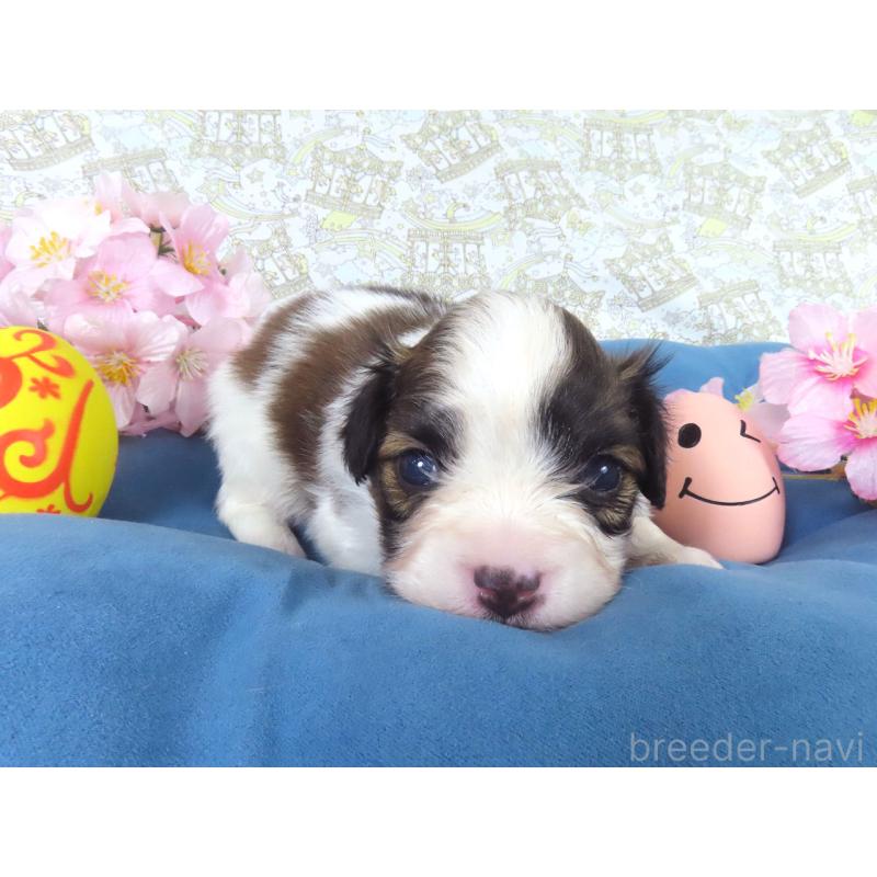 販売中の千葉県のパピヨン-455234の3枚目