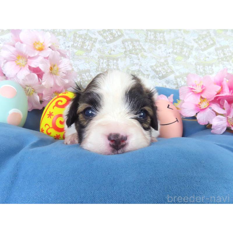 販売中の千葉県のパピヨン-455234の2枚目