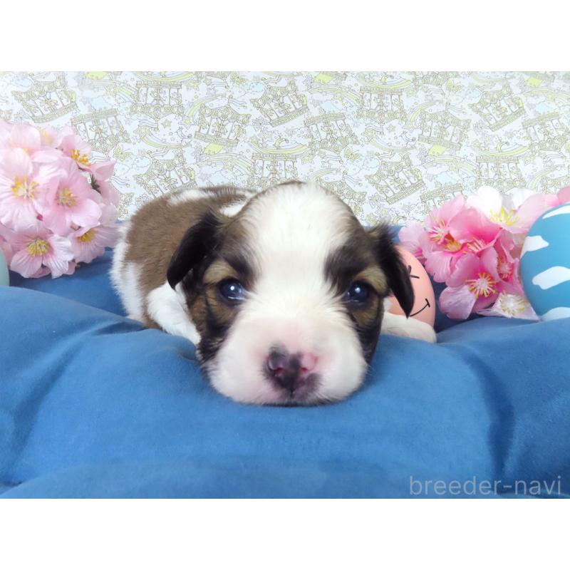 販売中の千葉県のパピヨン-455235の4枚目