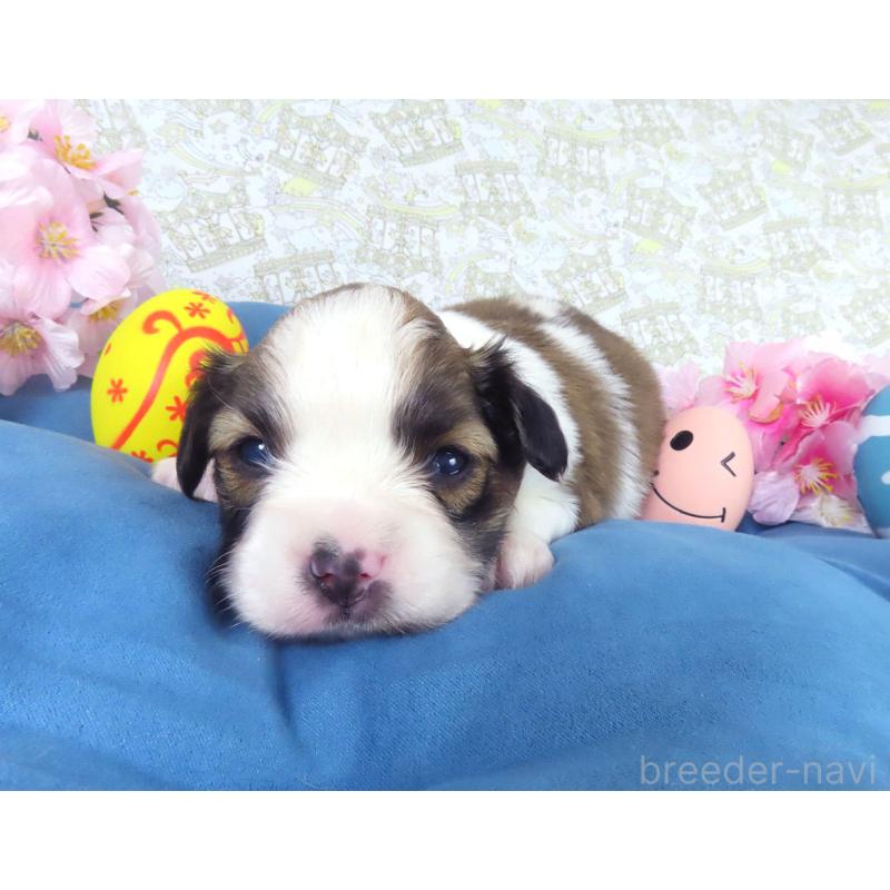 販売中の千葉県のパピヨン-455235の3枚目