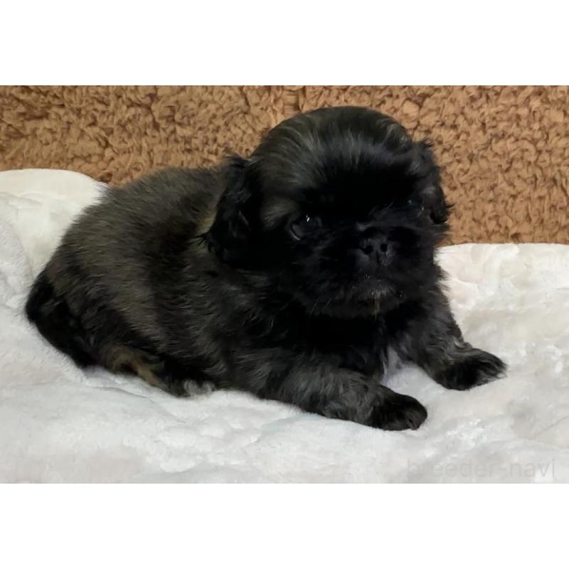 販売中の岡山県のペキニーズ-455237の5枚目