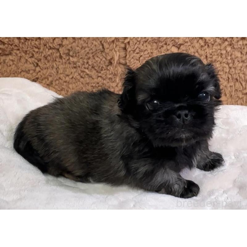 販売中の岡山県のペキニーズ-455237の6枚目