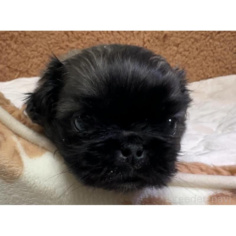 販売中の岡山県のペキニーズ-455237の2枚目