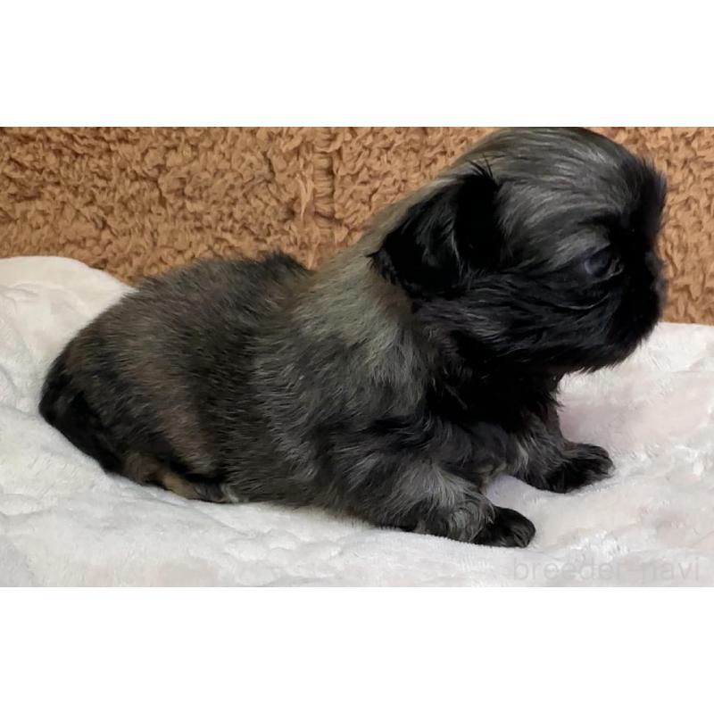 販売中の岡山県のペキニーズ-455237の3枚目