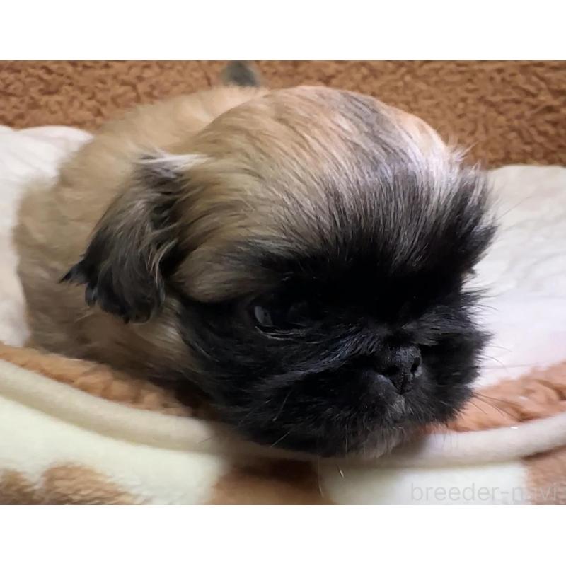 販売中の岡山県のペキニーズ-455238の8枚目