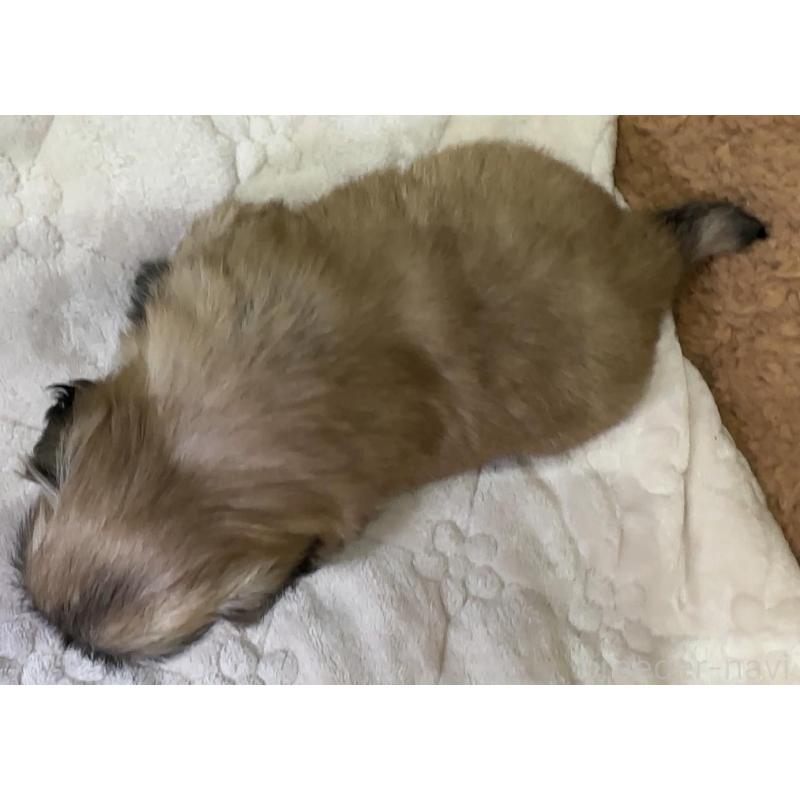 販売中の岡山県のペキニーズ-455238の7枚目