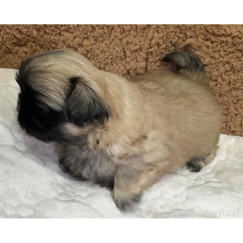 販売中の岡山県のペキニーズ-455238の6枚目