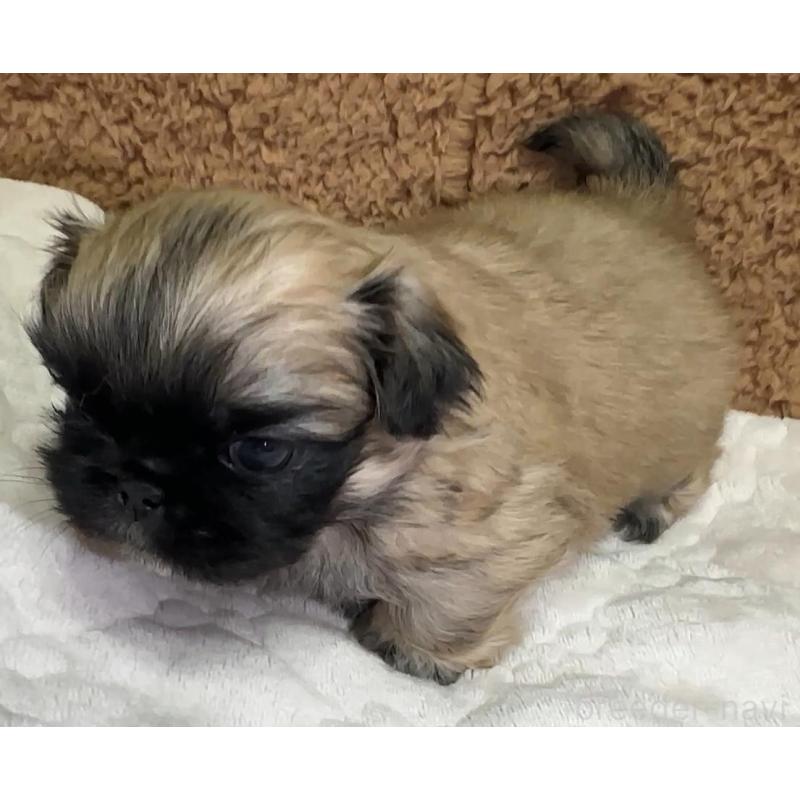 販売中の岡山県のペキニーズ-455238の4枚目