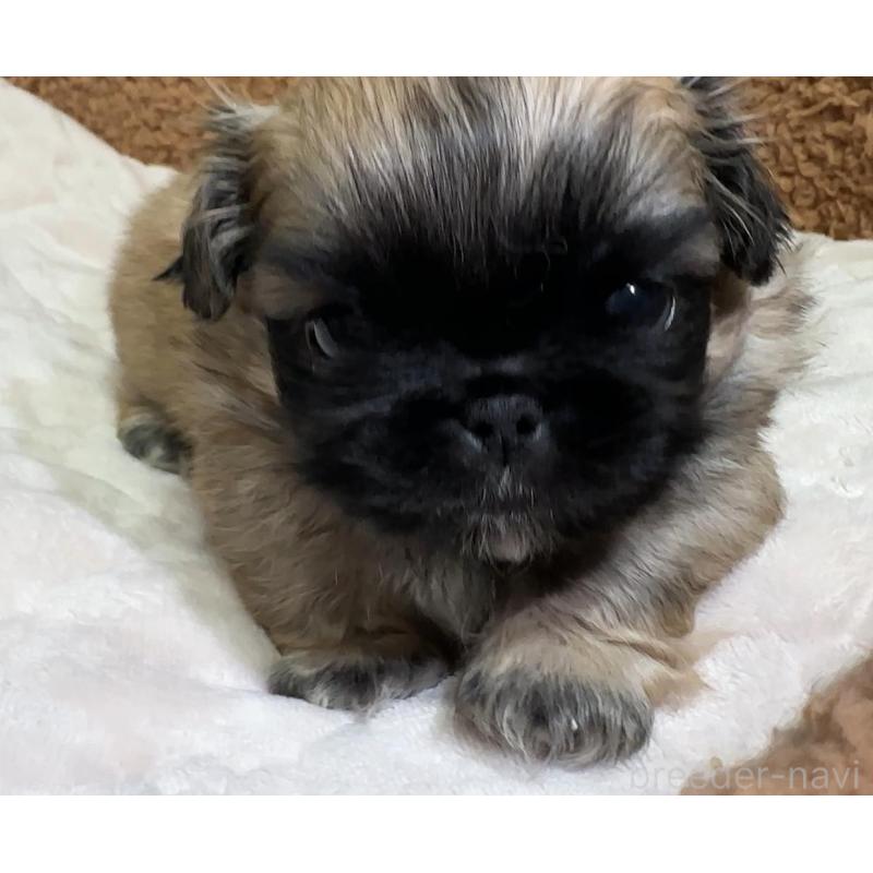 販売中の岡山県のペキニーズ-455238の5枚目