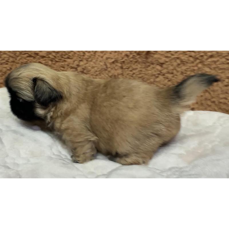 販売中の岡山県のペキニーズ-455238の2枚目