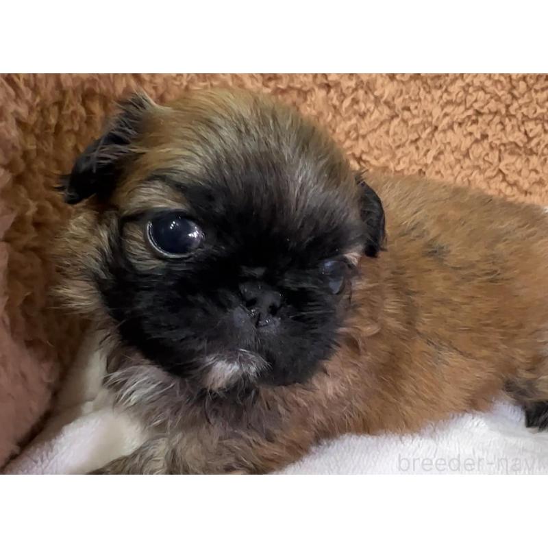 販売中の岡山県のペキニーズ-455240の8枚目