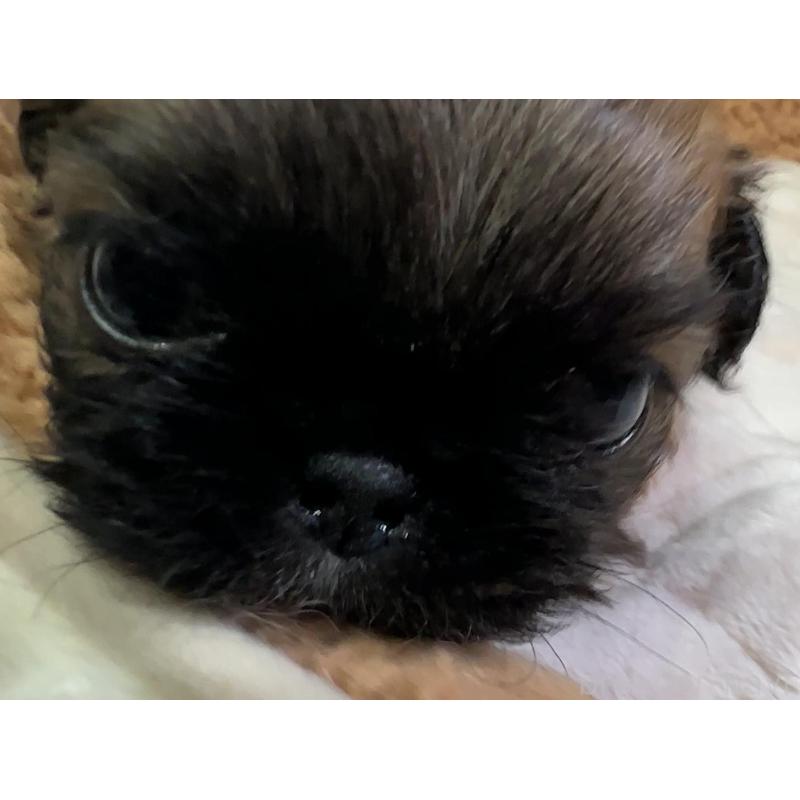 販売中の岡山県のペキニーズ-455240の7枚目