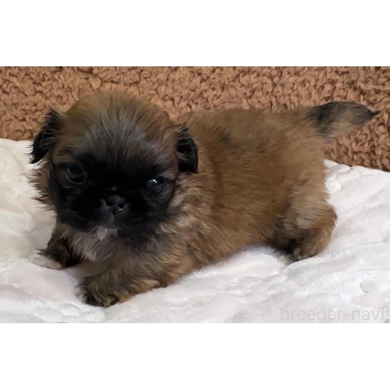 販売中の岡山県のペキニーズ-455240の6枚目