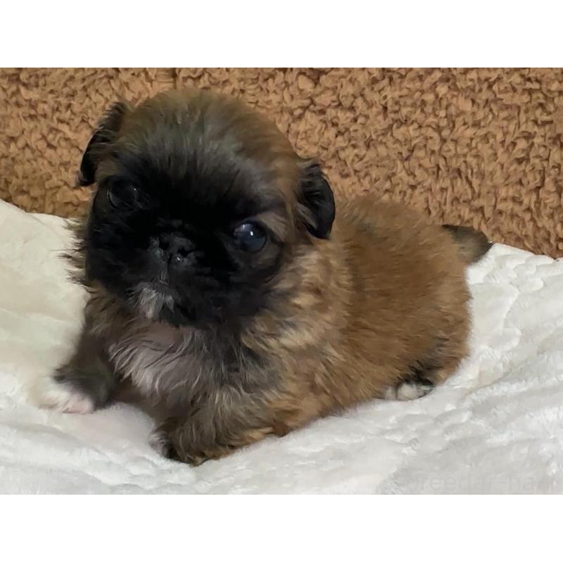 販売中の岡山県のペキニーズ-455240の5枚目