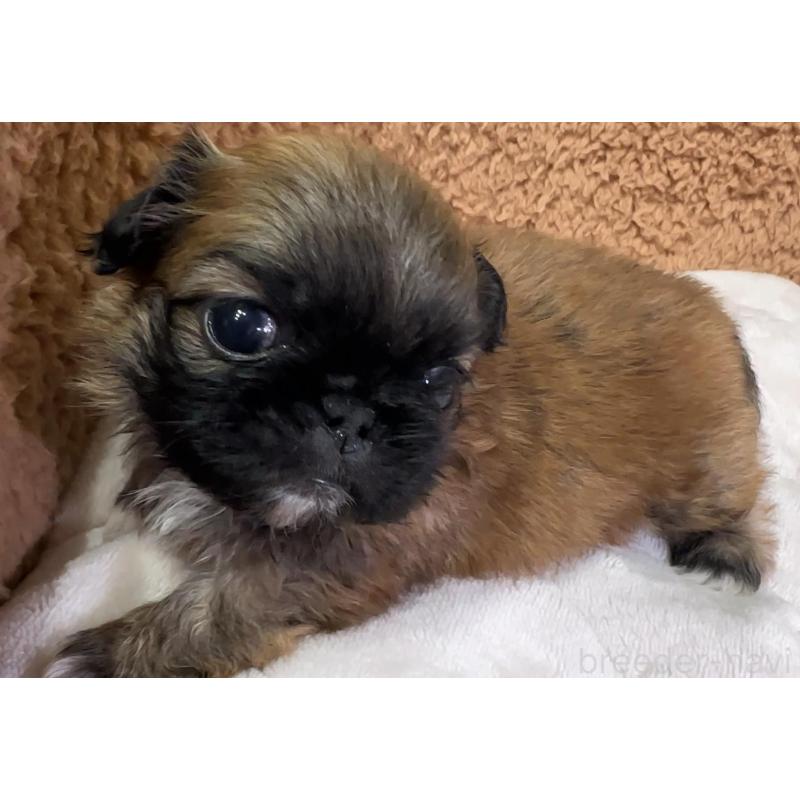 販売中の岡山県のペキニーズ-455240の4枚目