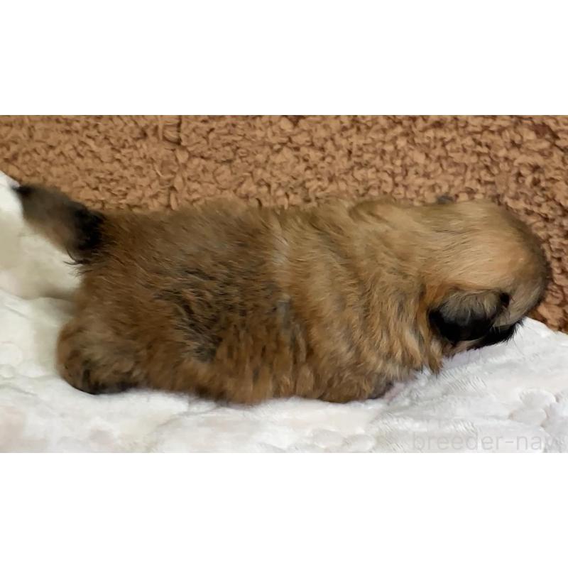 販売中の岡山県のペキニーズ-455240の3枚目
