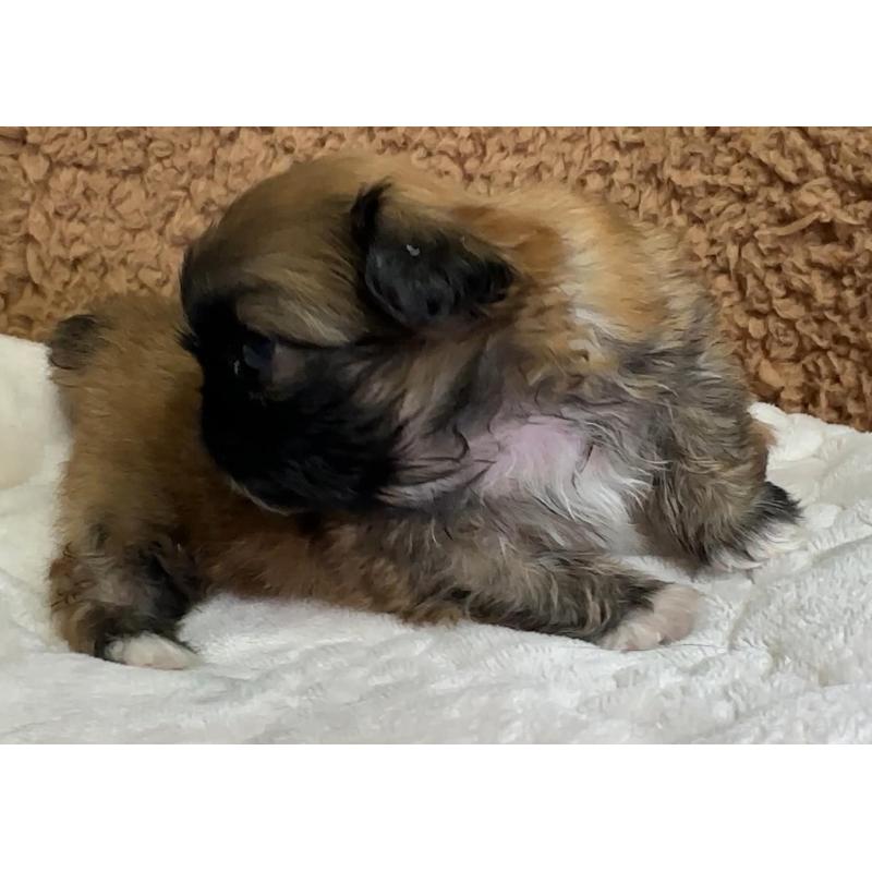 販売中の岡山県のペキニーズ-455240の2枚目