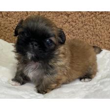 オンライン見学