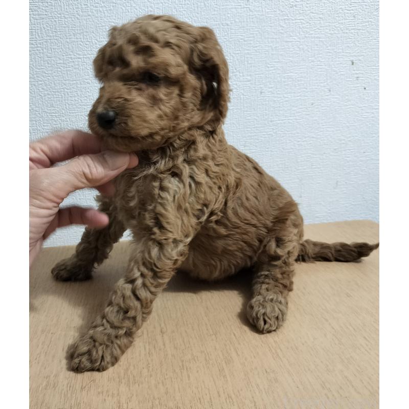 販売中の岐阜県のスタンダードプードル-455241の2枚目