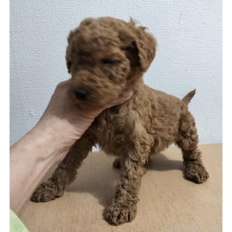 販売中の岐阜県のスタンダードプードル-455242の2枚目