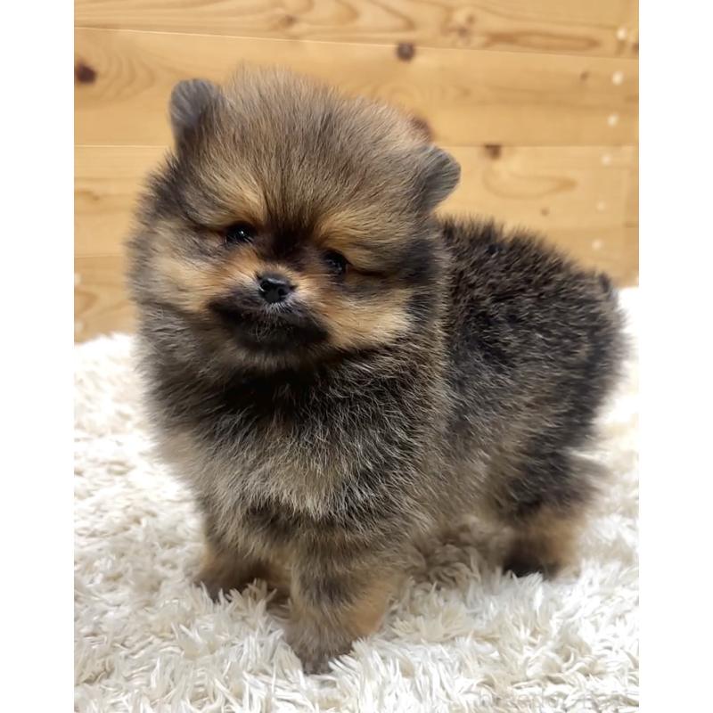販売中の神奈川県のポメラニアン-455245の7枚目