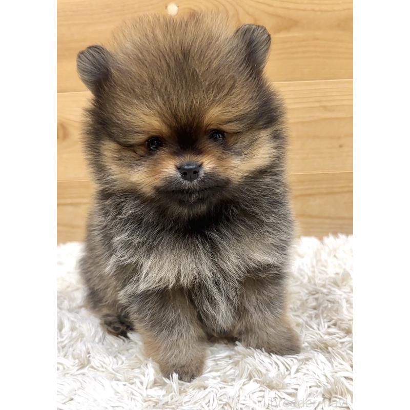 販売中の神奈川県のポメラニアン-455245の6枚目