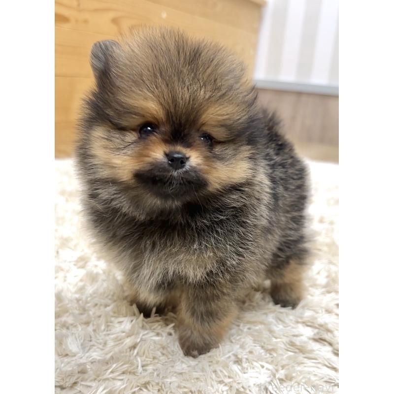 販売中の神奈川県のポメラニアン-455245の5枚目