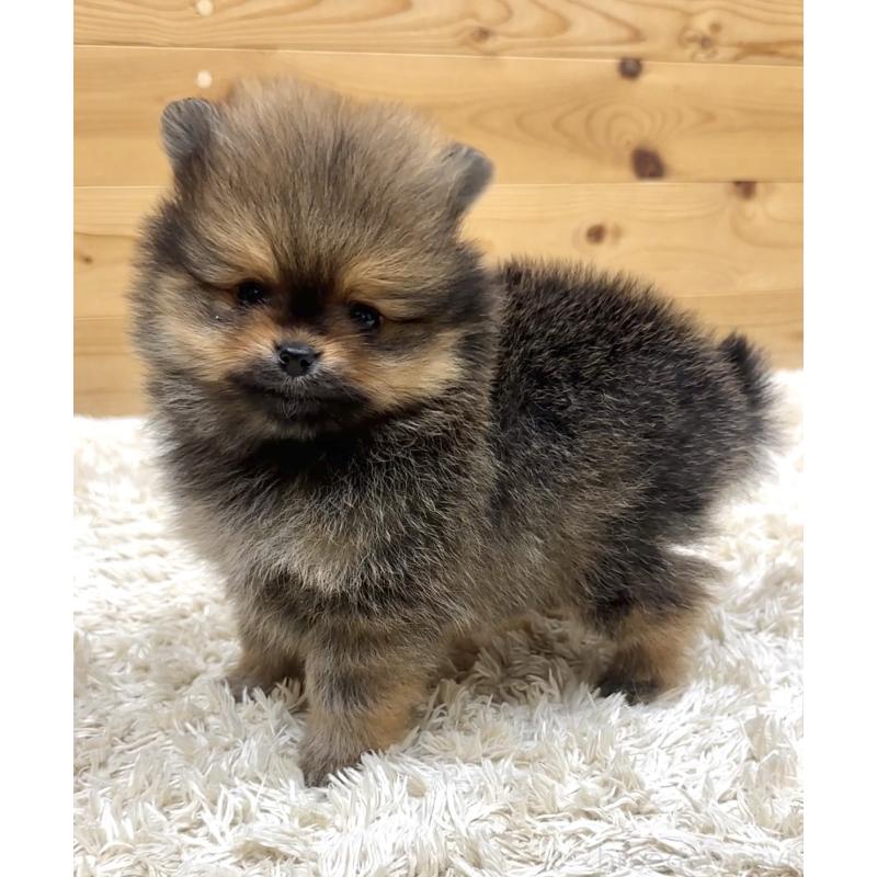 販売中の神奈川県のポメラニアン-455245の4枚目