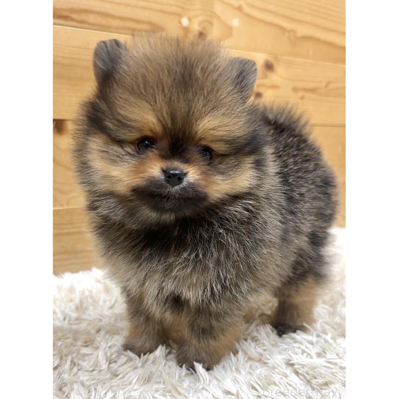 販売中の神奈川県のポメラニアン-455245の3枚目