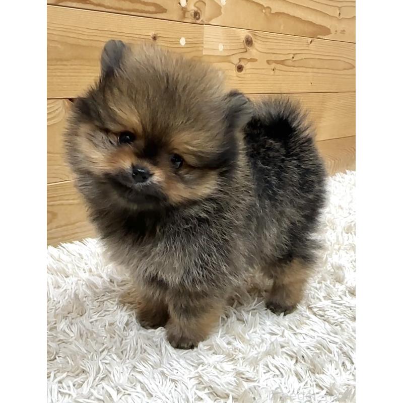 販売中の神奈川県のポメラニアン-455245の2枚目