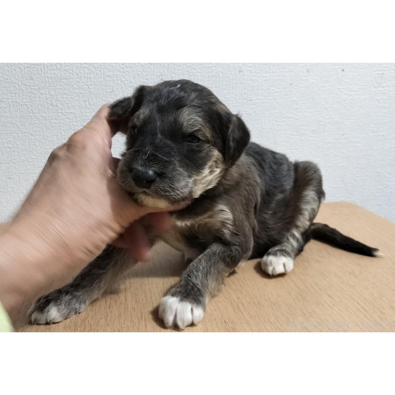 販売中の岐阜県のボルゾイドゥードル:ボルゾイ×スタンダードプードル-455243の2枚目