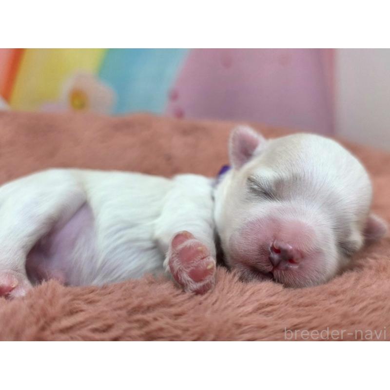 販売中の愛知県のマルチーズ-455249の3枚目