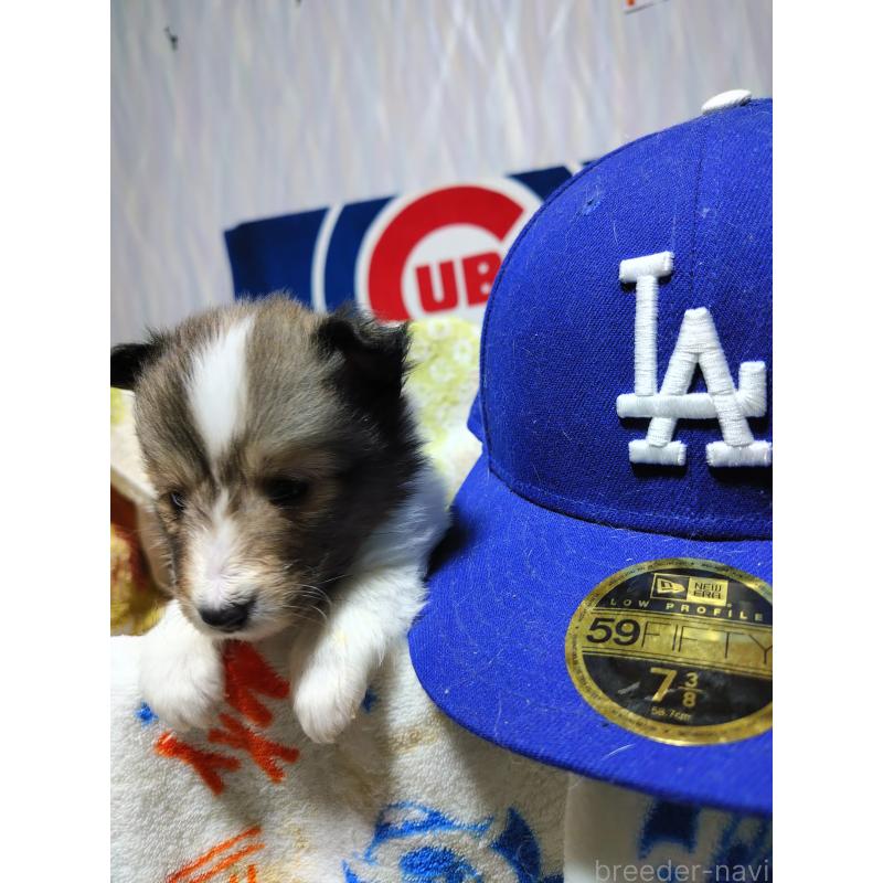 販売中の長野県のシェットランドシープドッグ(シェルティ)-455250の4枚目