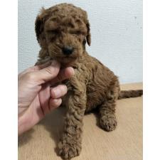 ♀︎スタンダードプードル