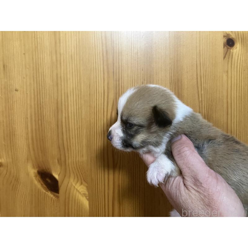 販売中の埼玉県のウェルシュコーギーペンブローク-455251の2枚目